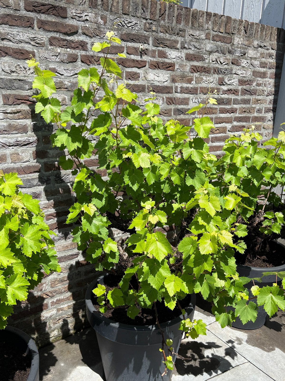 Prachtige 50 jaar+ oude blauwe druivenboom in luxe pot!!, Ophalen, Lente, Overige soorten, Volle zon