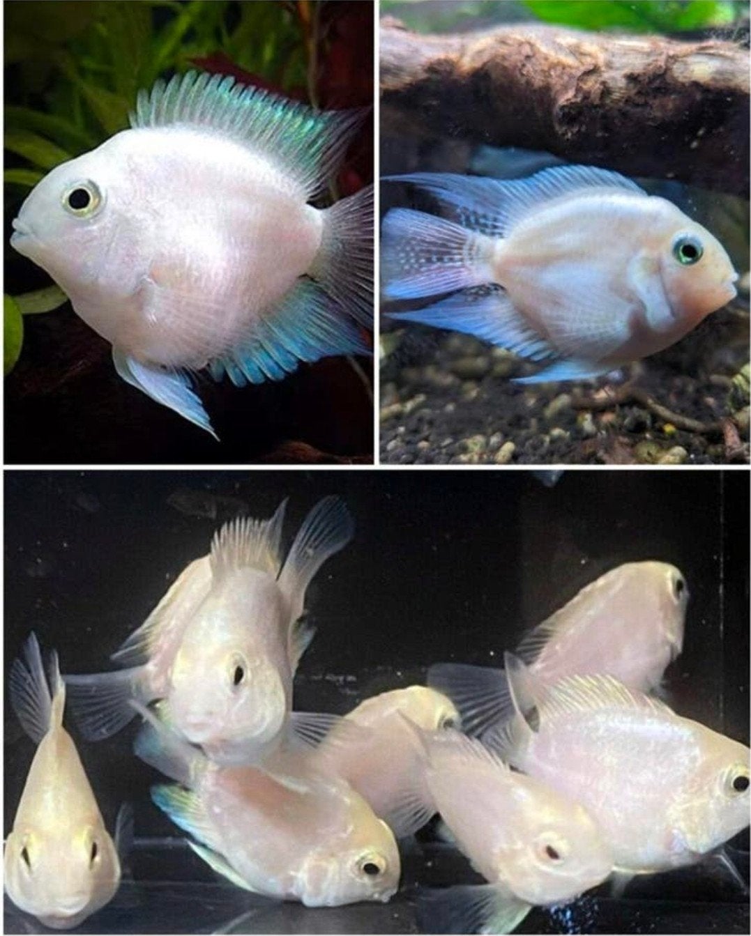 Witte parrot chiclides gezocht, Vis