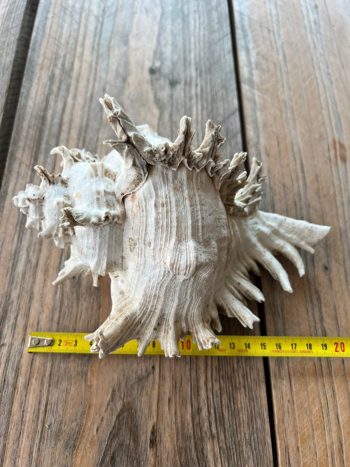 XXL - Grote MUREX RAMOSUS Zeeschelp Zeeslak Muricidae  21 cm, Ophalen of Verzenden, Schelp(en)