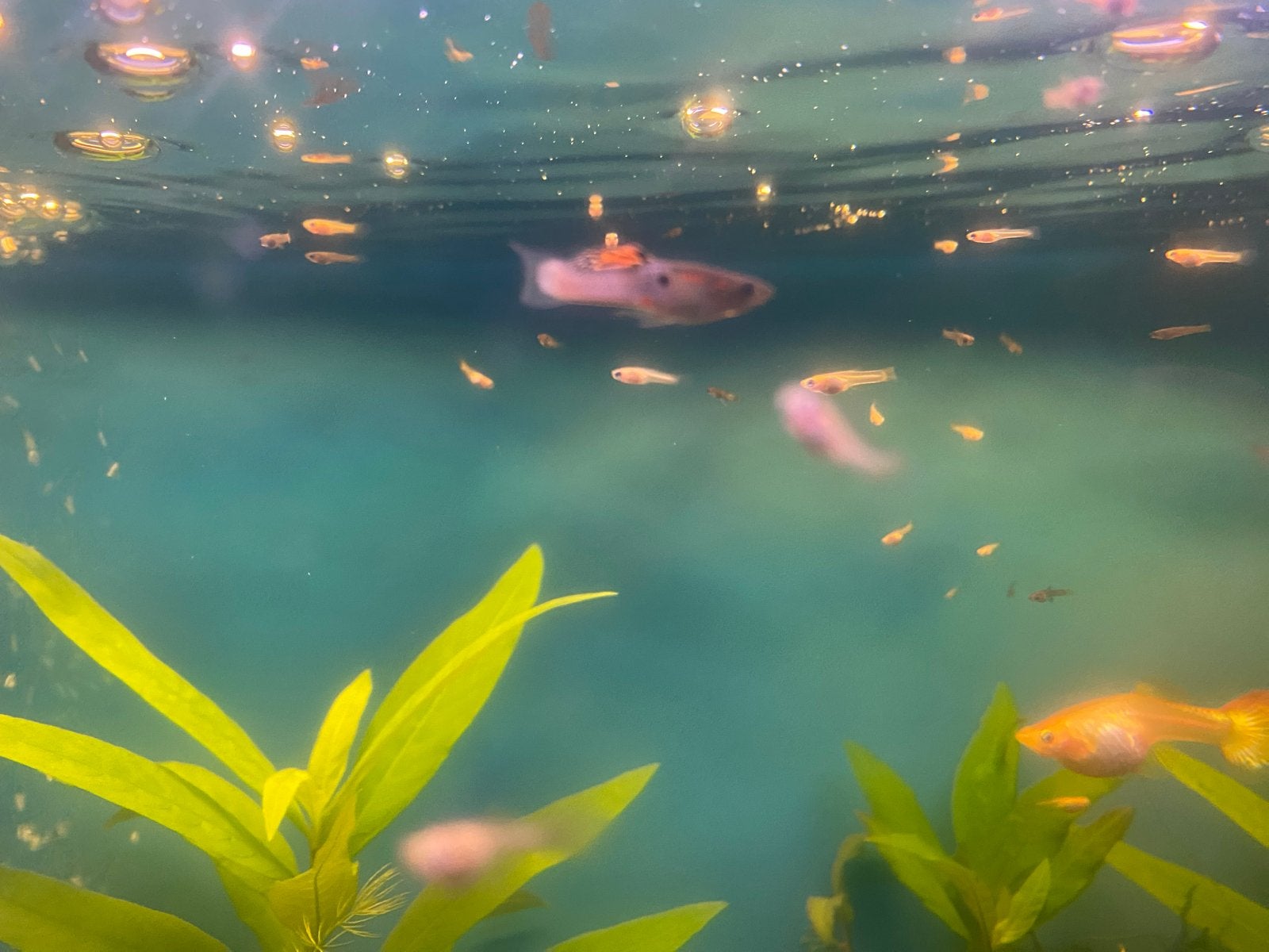 Mooie gezonde jonge guppy’s, Dieren en Toebehoren, Vissen | Aquariumvissen, Vis