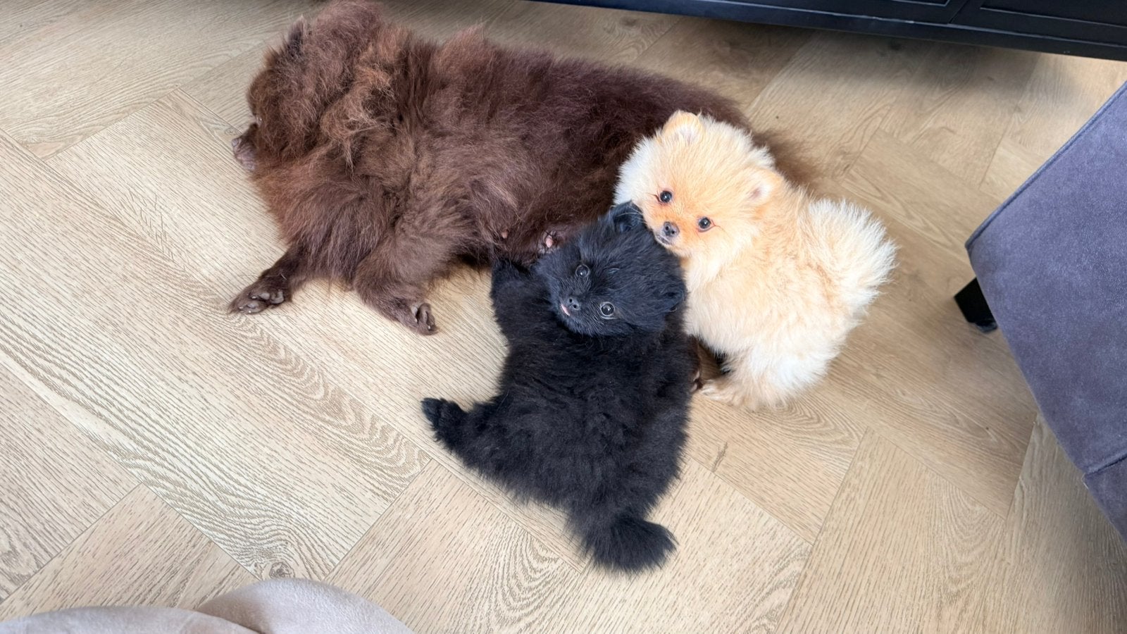 Mini Pomeriaan / Dwergkees Pups / bearface / mini kees, Dieren en Toebehoren, Honden | Poolhonden, Keeshonden en Oertypen, Parvo
