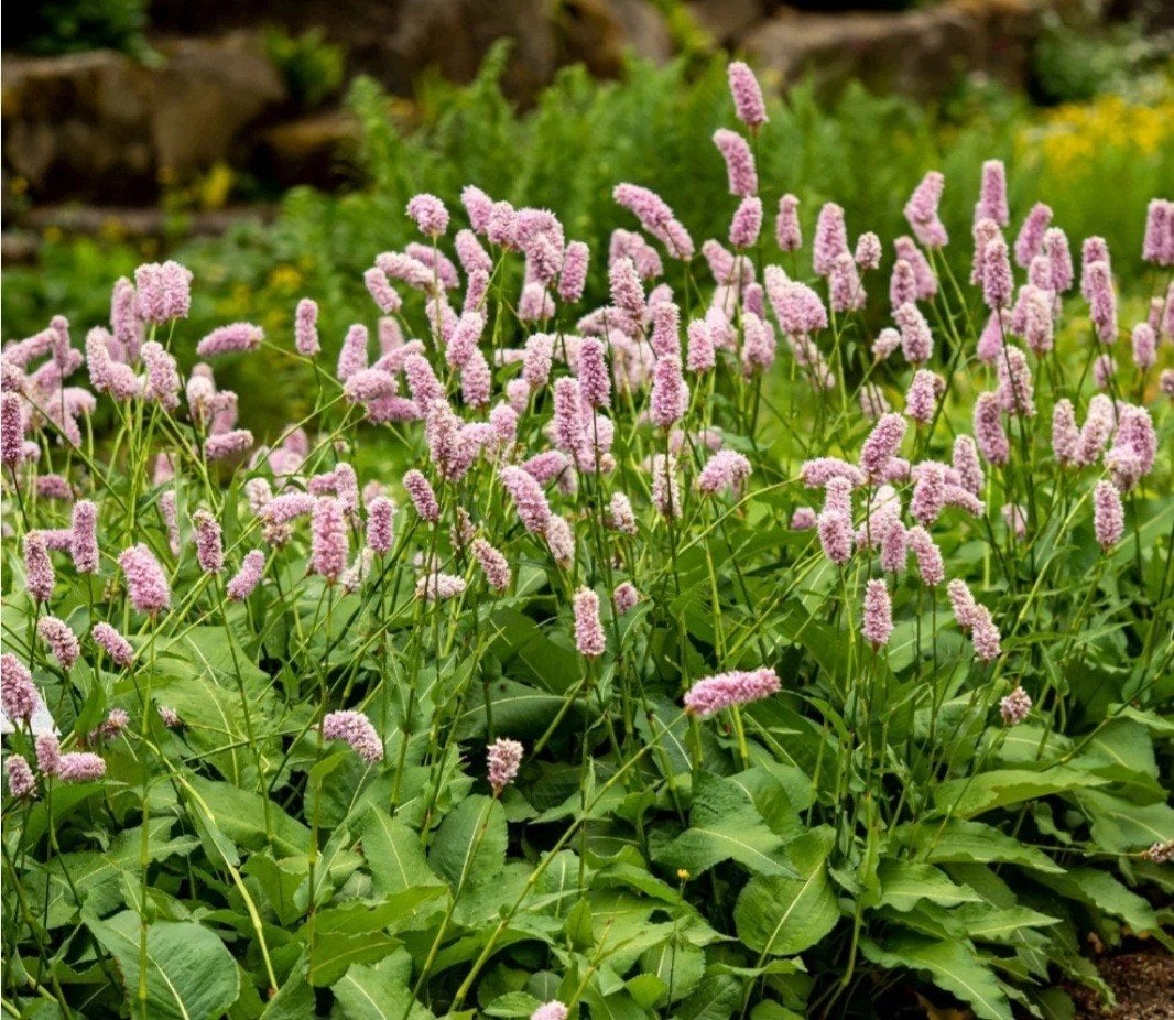 Periscaria bisorta, adderwortel., Tuin en Terras, Planten | Tuinplanten, Ophalen, Overige soorten, Halfschaduw