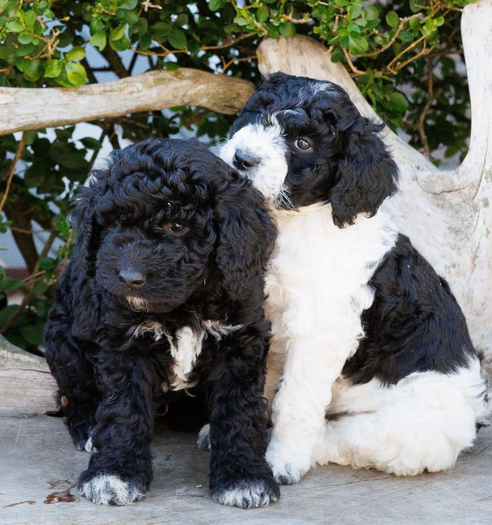 Franse Waterhondpups uit liefdevol en doordacht nest, Parvo, Overige rassen, 8 tot 15 weken, Meerdere