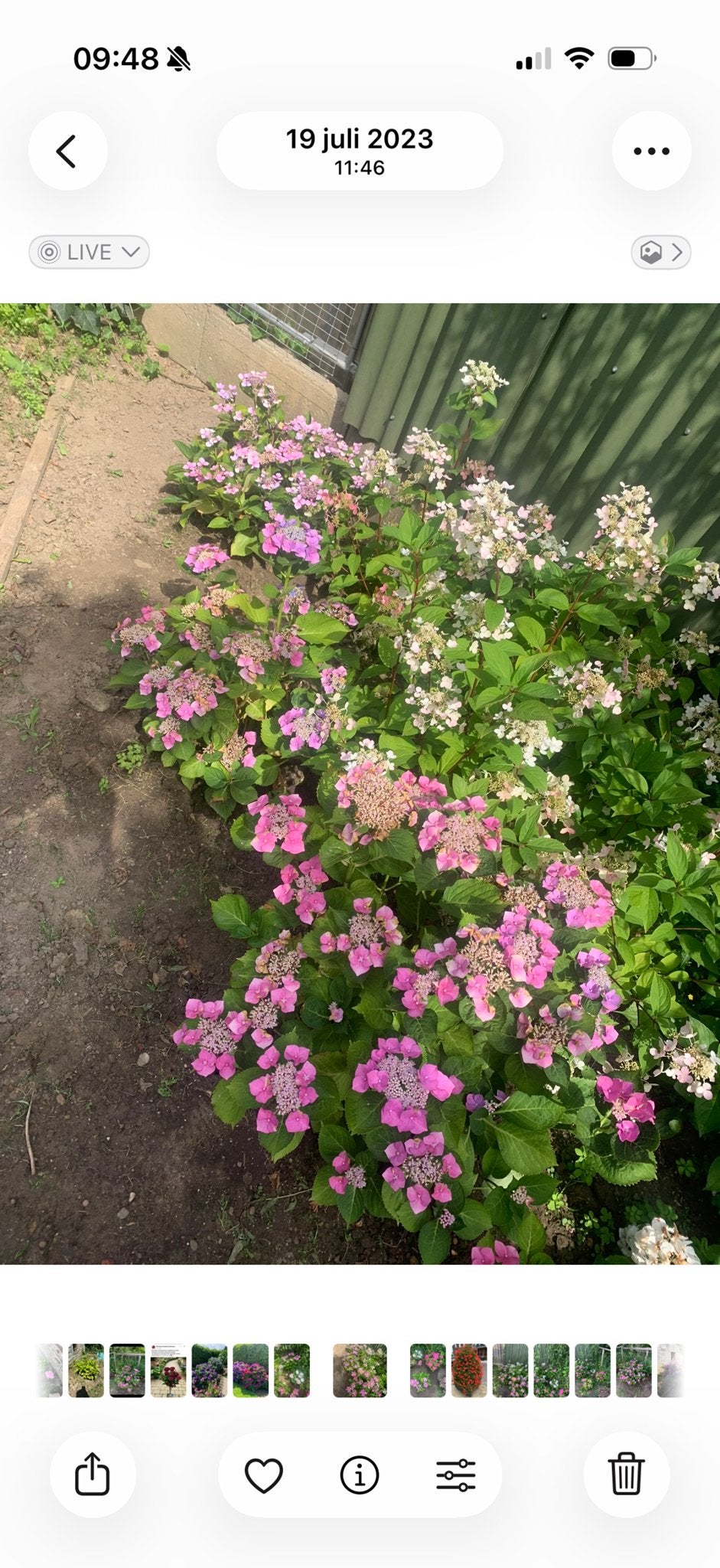 Roze SchermHortensia’s, Tuin en Terras, Vaste plant, Halfschaduw, Zomer, Ophalen