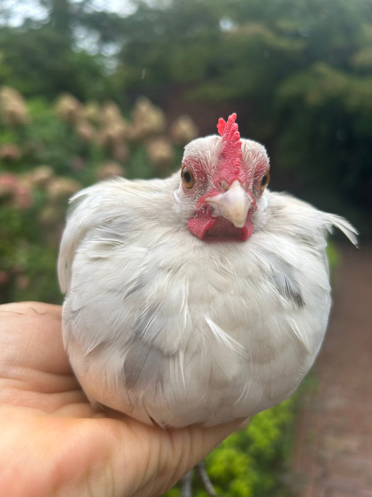 Haan Hollands Kriel, Dieren en Toebehoren, Mannelijk, Kip