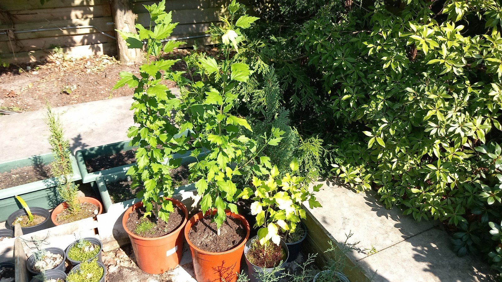 Hibiscus syriacus, Ophalen, Overige soorten, Halfschaduw