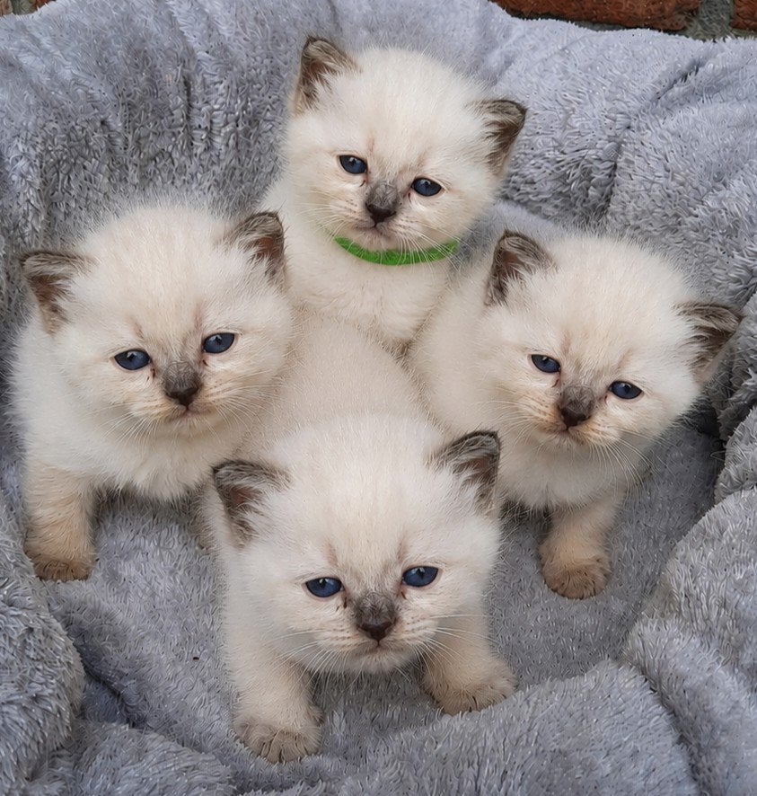Ragdoll kittens met stamboom, Dieren en Toebehoren, Katten en Kittens | Raskatten | Langhaar, Poes, Met stamboom, 0 tot 2 jaar