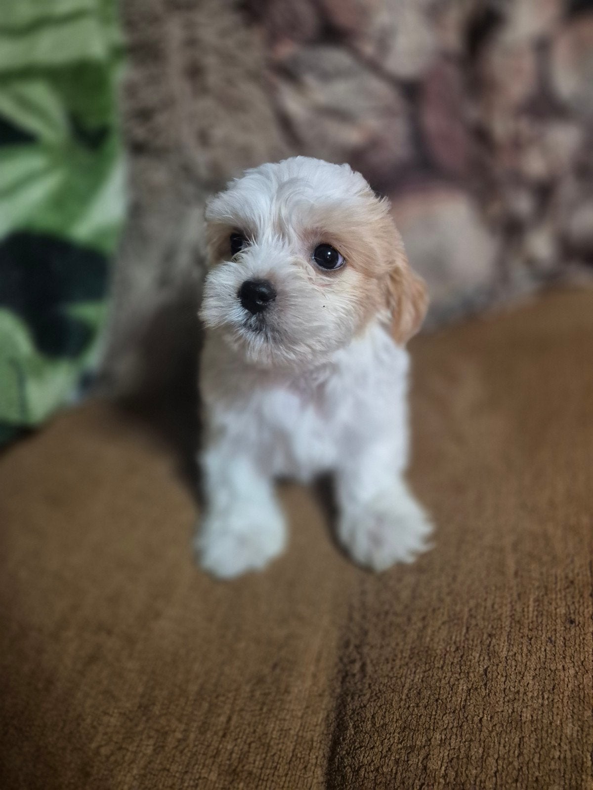 Onze laatste 4 boomer puppy's zijn nog op zoek!, Dieren en Toebehoren, Honden | Chihuahua's en Gezelschapshonden, HCC (leverziekte)