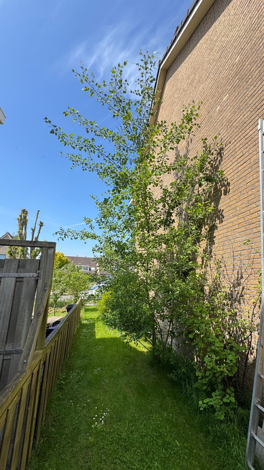 Boswilg boom, Gratis af te halen!, Ophalen, Halfschaduw, Overige soorten, Lente