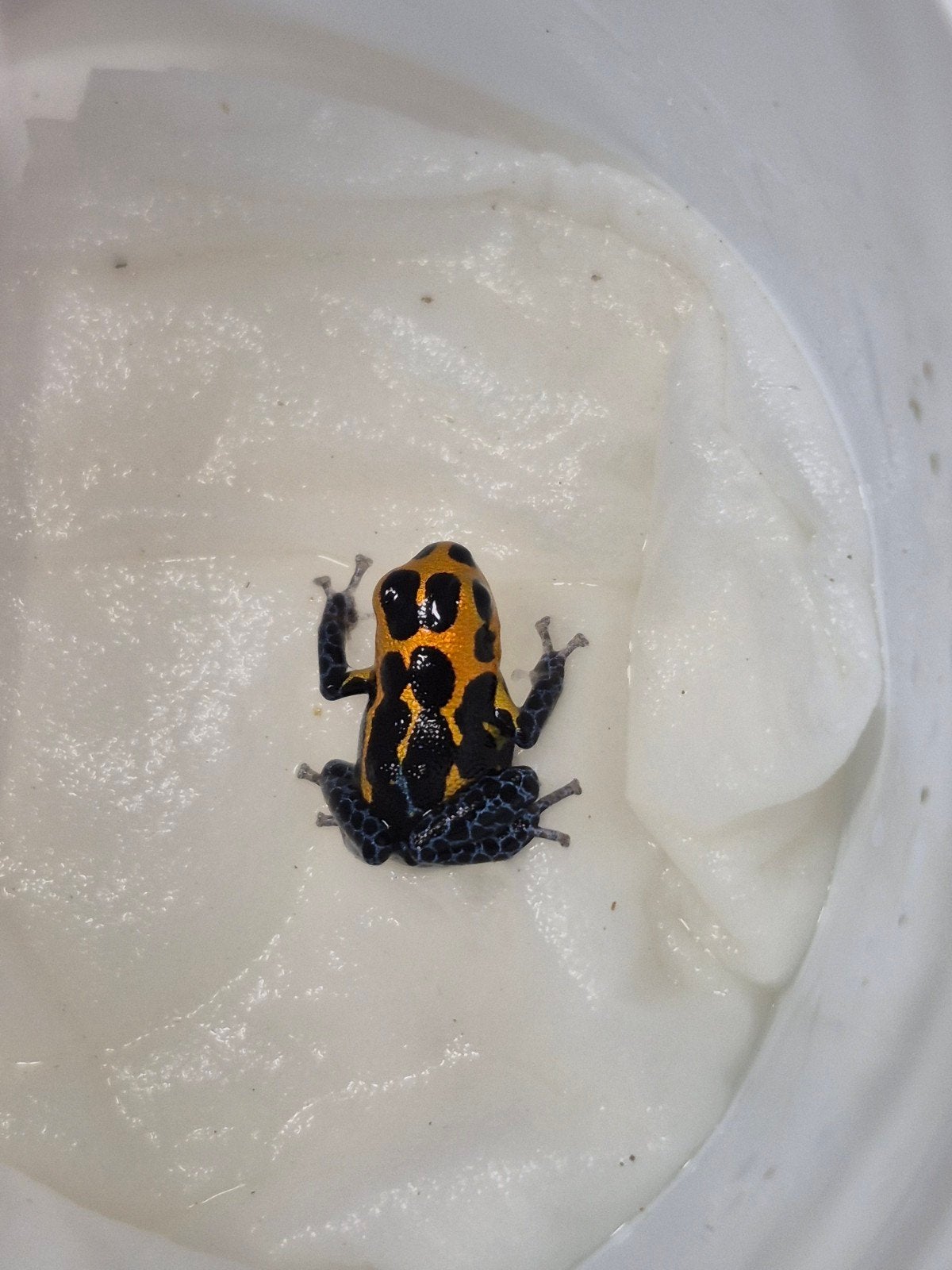 ranitomeya imitator jeberos