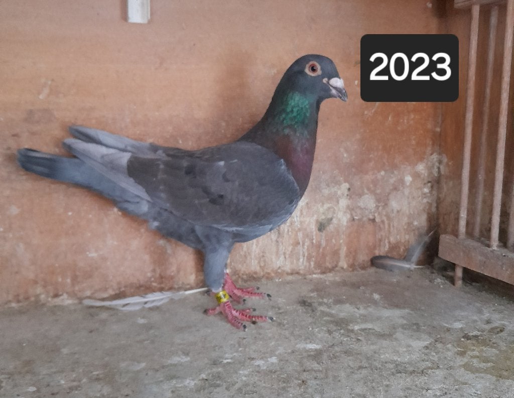 Postduiven, Dieren en Toebehoren, Meerdere dieren, Postduif
