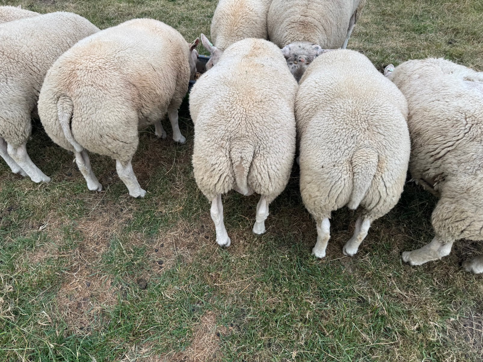 Texelaar dekrammen, Mannelijk, Schaap, 0 tot 2 jaar