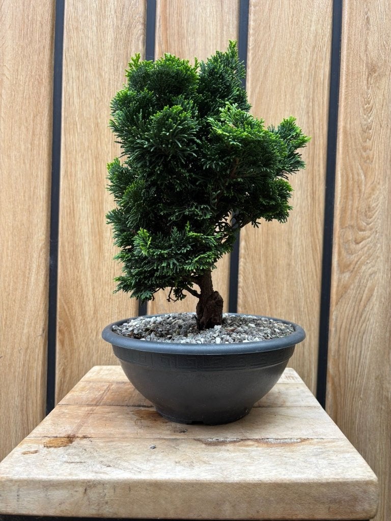 bonsai chamaecyparis obtusa nana gracilis, Ophalen, Overige soorten, Volle zon