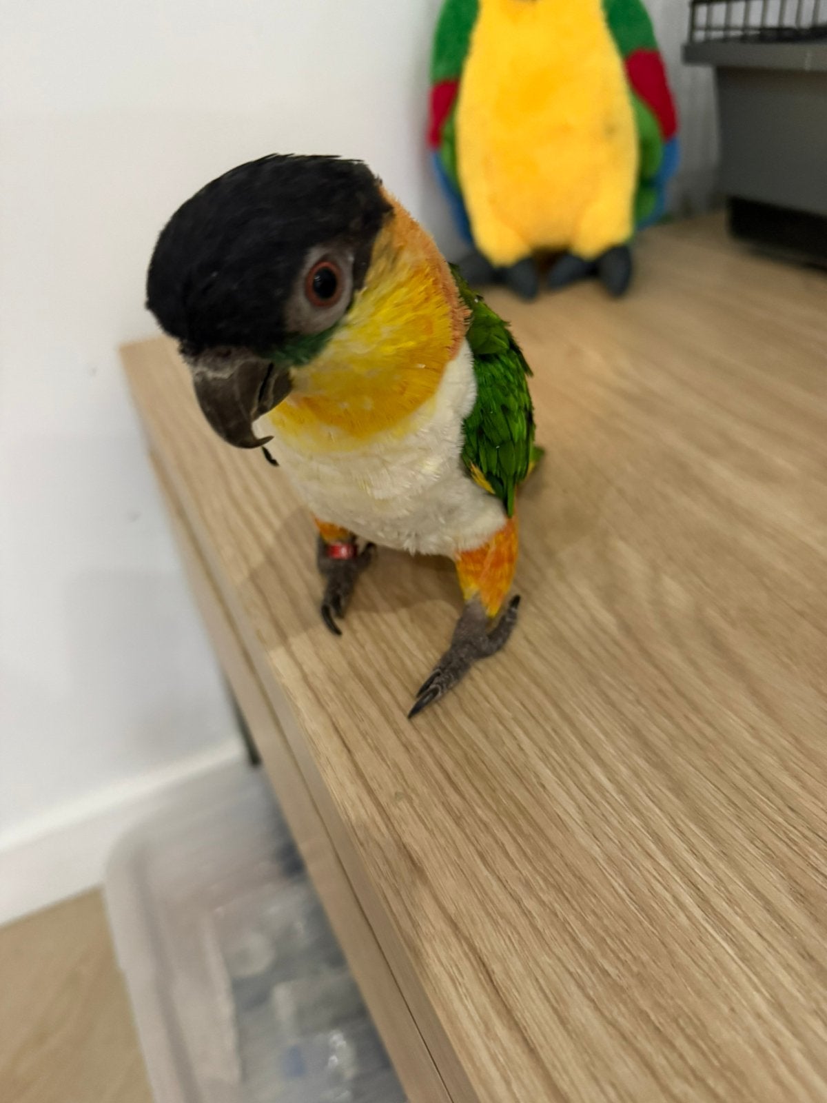 Zwartkop caique zoekt een liefdevol nieuw thuis, Dieren en Toebehoren, Vogels | Parkieten en Papegaaien, Mannelijk, Papegaai
