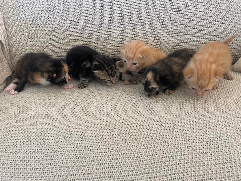 Lieve, mooie boerderijkittens, Dieren en Toebehoren, Katten en Kittens | Overige Katten, Meerdere dieren, Kortharig, 0 tot 2 jaar