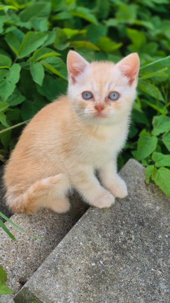 Britse korthaar kittens, Dieren en Toebehoren, Katten en Kittens | Raskatten | Korthaar, Meerdere dieren, 0 tot 2 jaar