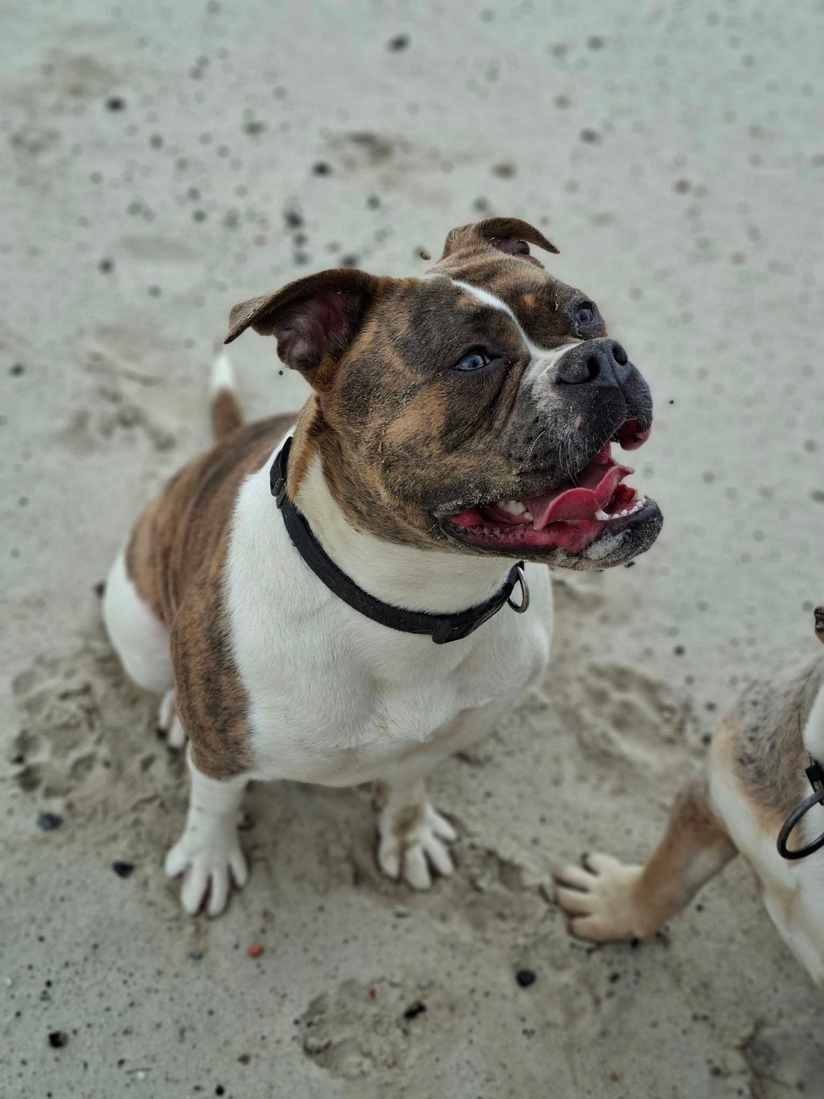 Amerikaanse Bulldog pups - Type Bully, Dieren en Toebehoren, Reu, 8 tot 15 weken, Bulldog, Meerdere