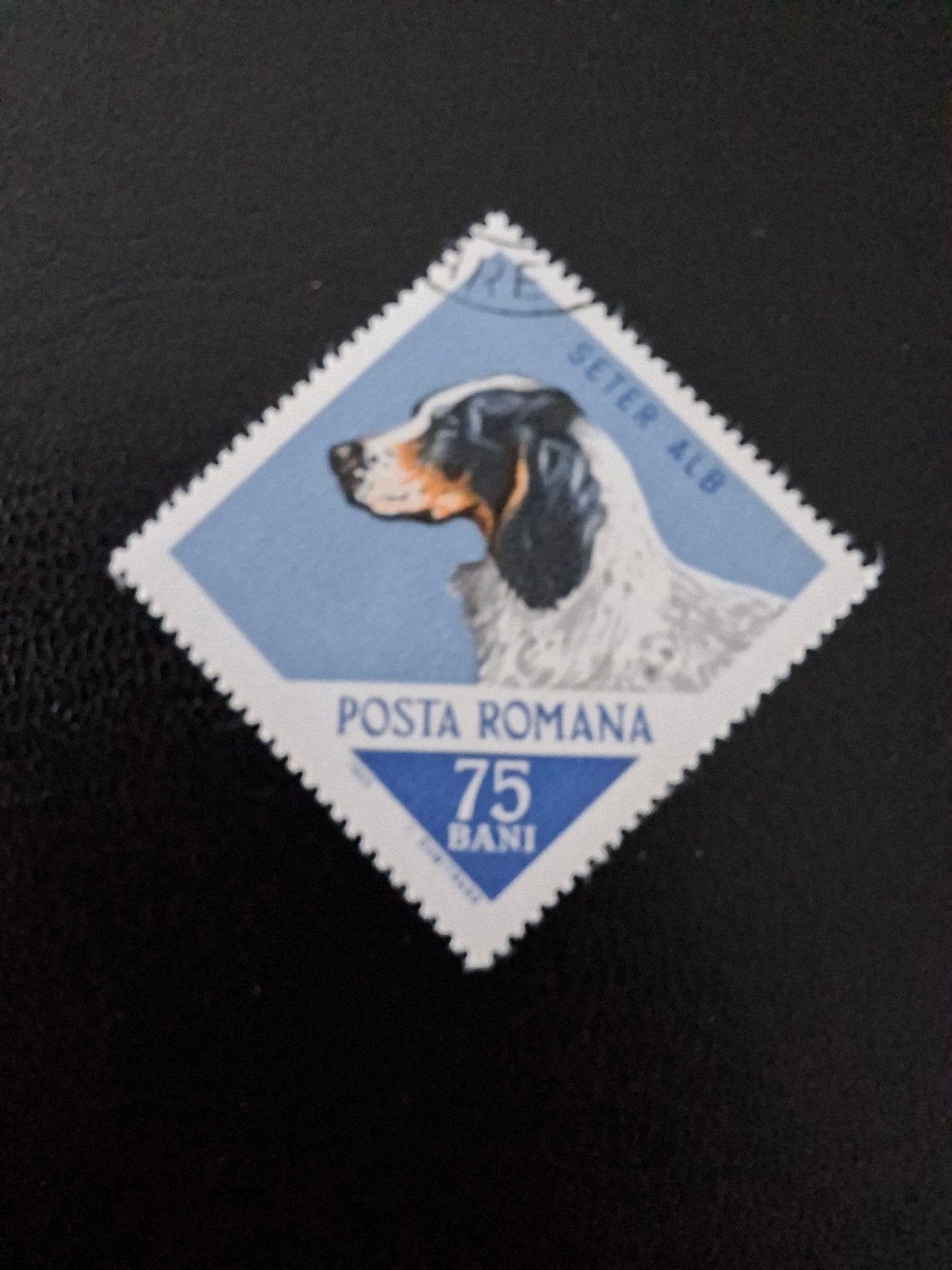 Hond. Roemenië, Ophalen of Verzenden, Dier of Natuur
