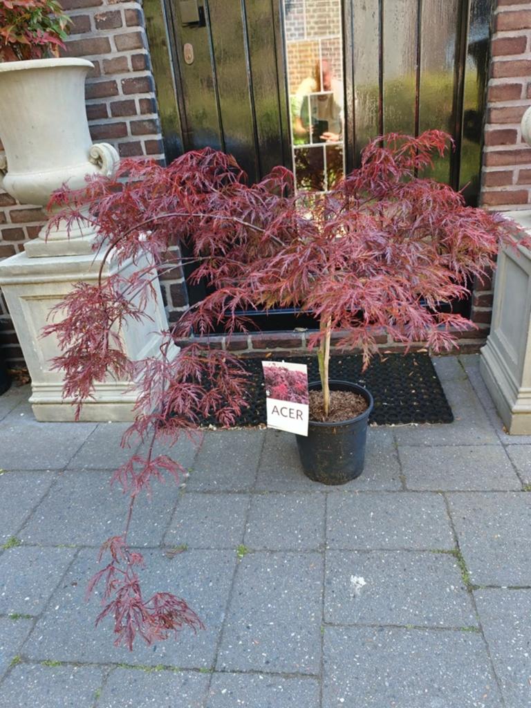 Acer Japanse Esdoorn Anaba-Shidare, Tuin en Terras, Ophalen, Bloeit niet, Overige soorten, Halfschaduw