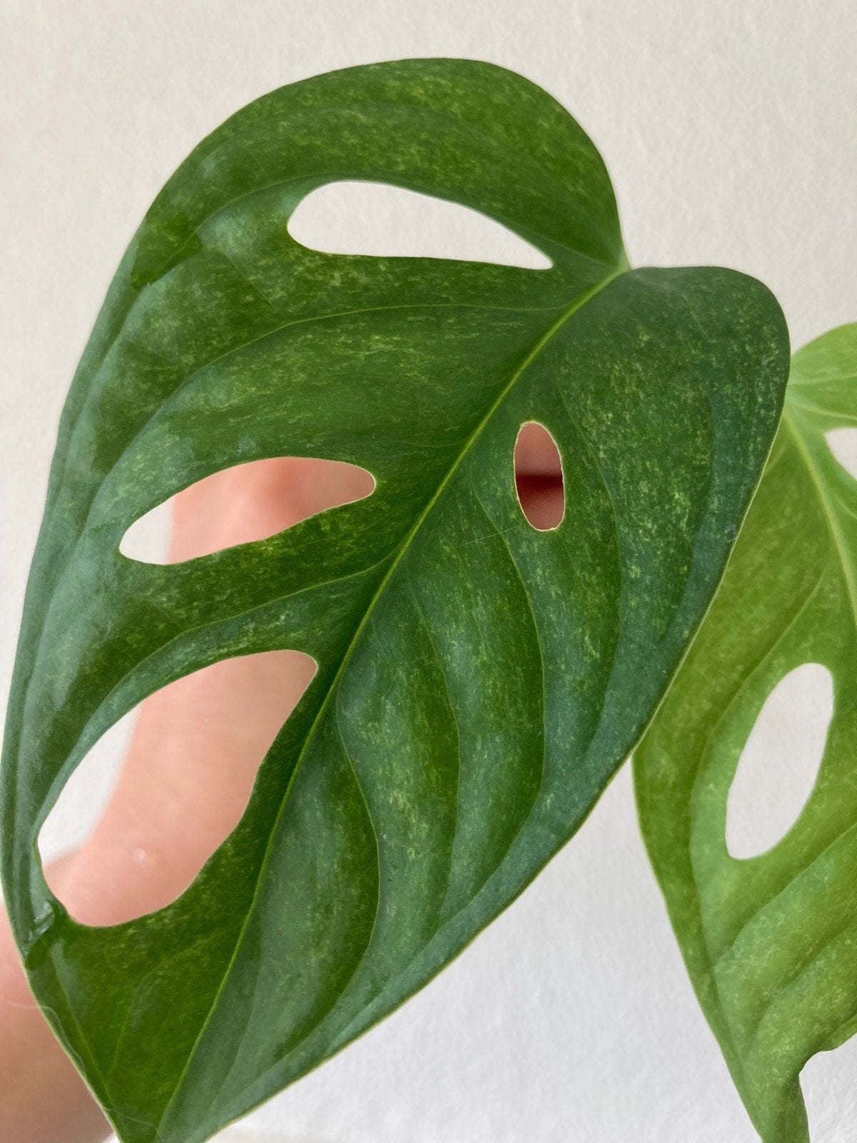 Monstera Adansonii Mint - Zeldzame Stek, Huis en Inrichting, Kamerplanten, Ophalen of Verzenden