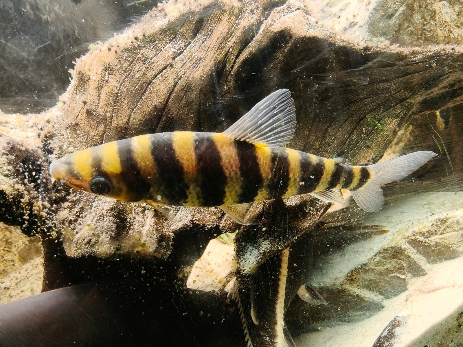 Leporinus fasciatus, Vis