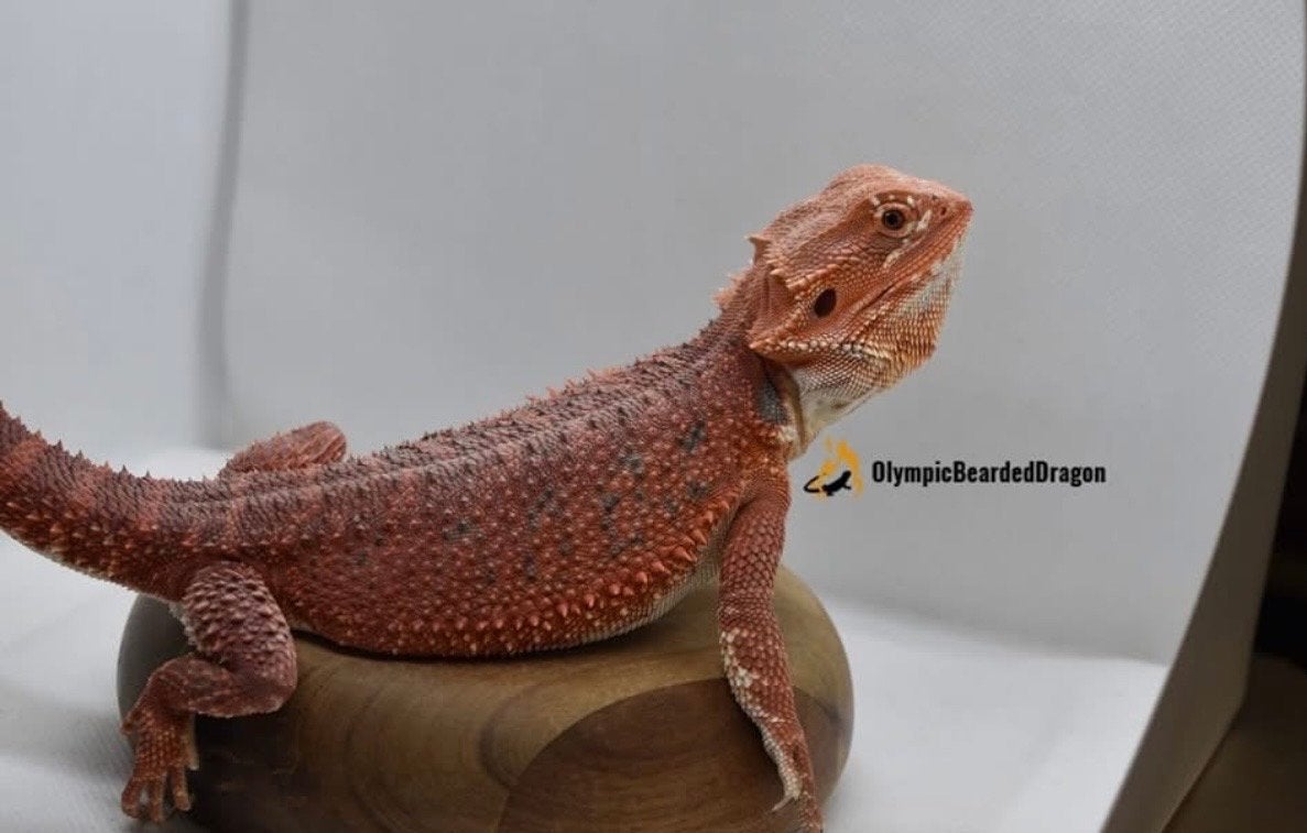 Baardagaam vrouw Red Bearded Dragon photo 2