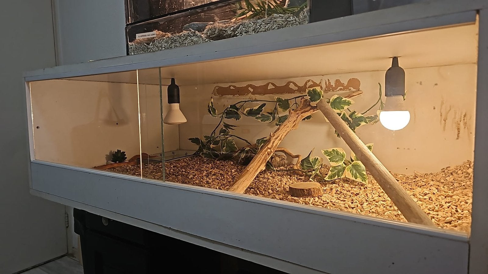 2 jonge rattenslangen met terrarium Rat Snake photo 4