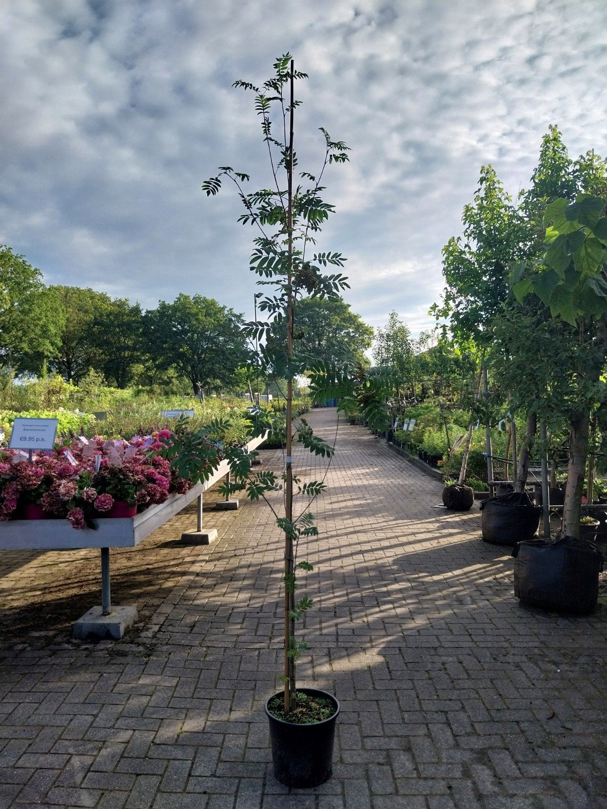 Sorbus Aucuparia (Gewone Lijsterbes) 200-250 cm, Tuin en Terras, Overige soorten, Lente, 100 tot 250 cm, Ophalen