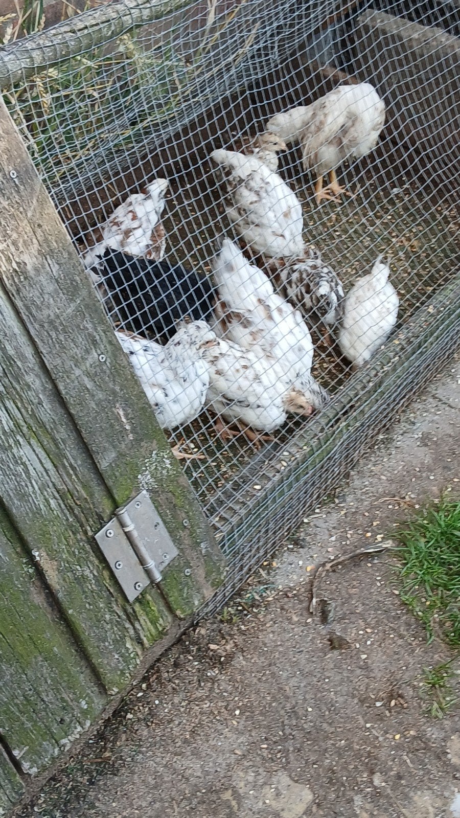 raszuivere Zweedse bloemenkip kuikens te koop, Meerdere dieren, Kip