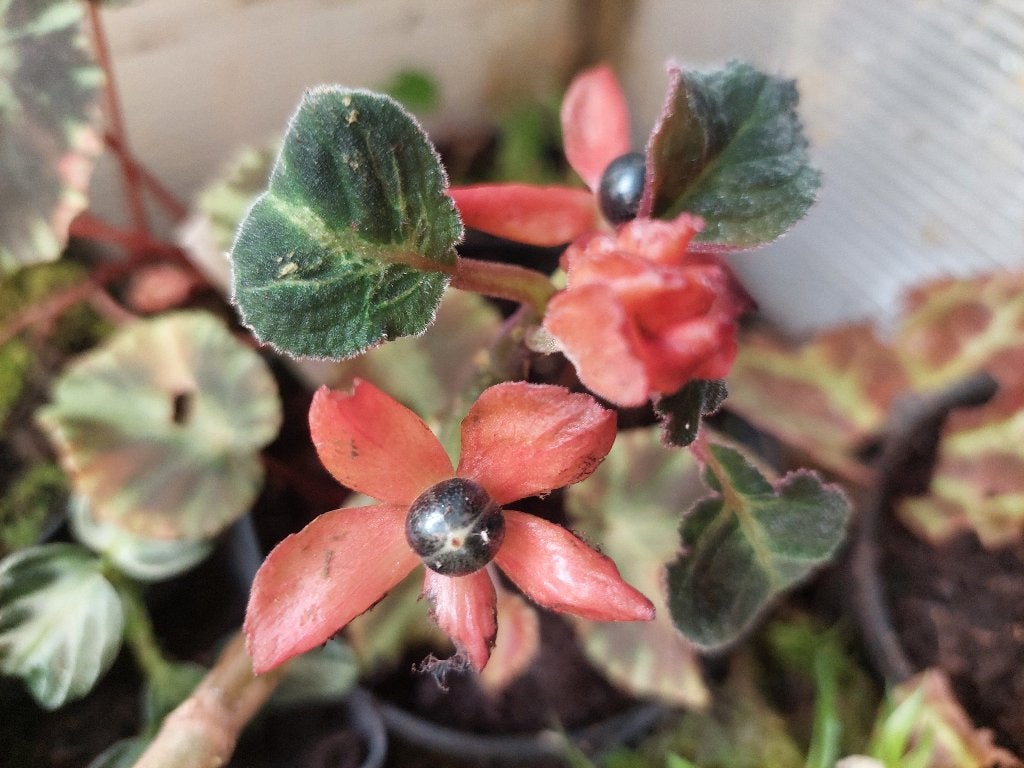 Corytoplectus speciosus  Ecuador Gesneriaceae terrariumplant, Ophalen of Verzenden, Overige soorten, Halfschaduw, Minder dan 100 cm