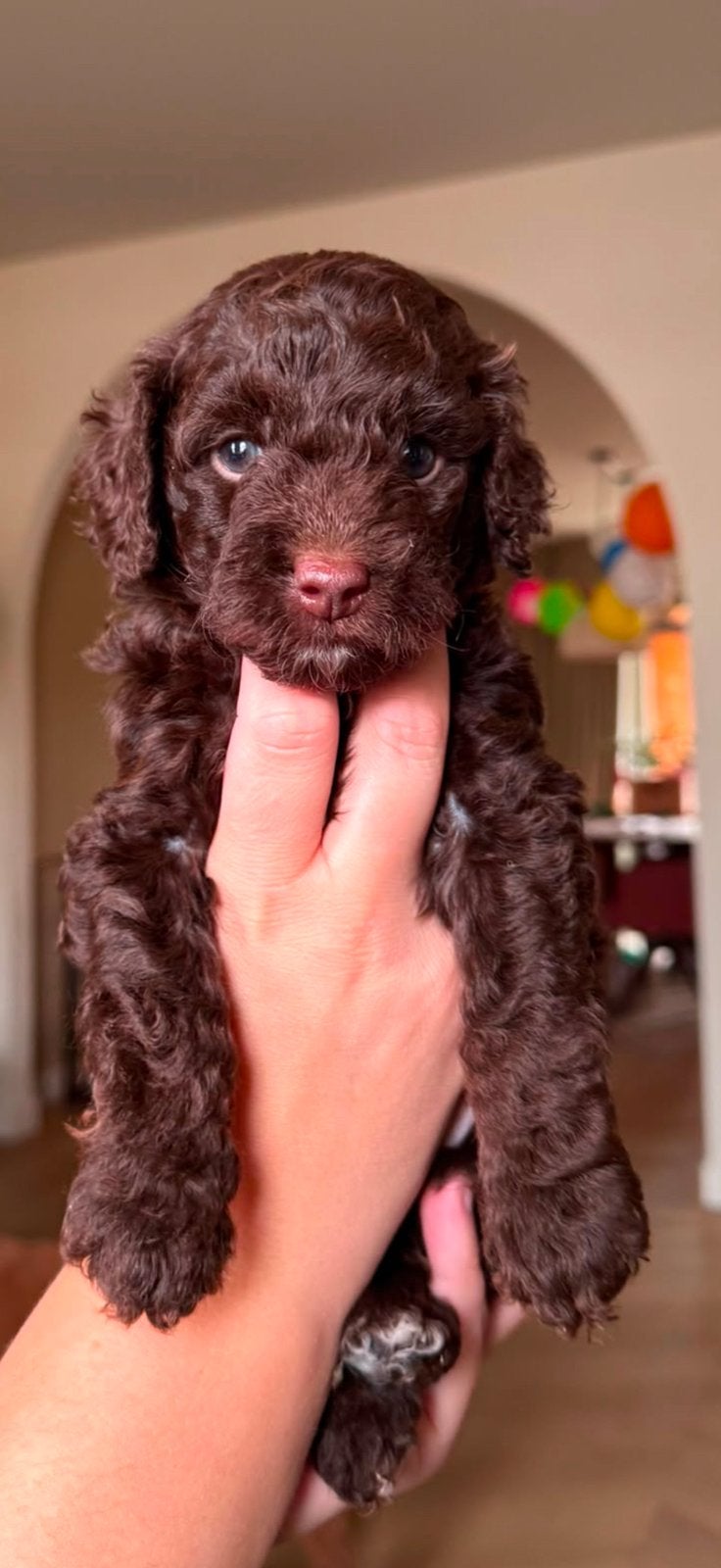 Prachige mini labradoodle (donkere choco)( poedel / doodle ), Parvo, Overige rassen, 8 tot 15 weken, Teef