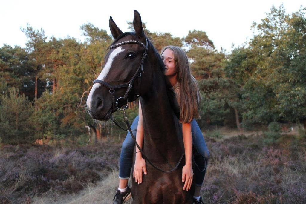 Paard te koop, Dieren en Toebehoren, Niet van toepassing, 160 tot 165 cm, 11 jaar of ouder, Recreatiepaard