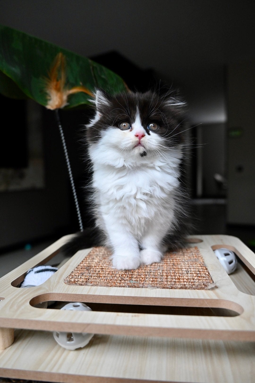 Prachtige Brits langhaar poesje beschikbaar, Poes, Met stamboom, 0 tot 2 jaar