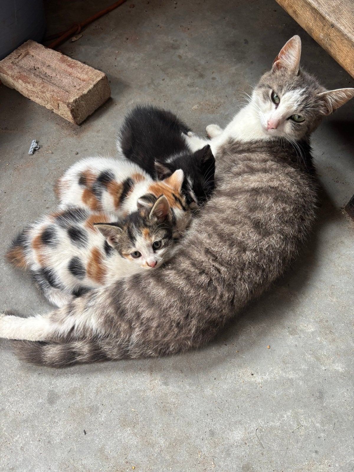 Twee schattige kittens te koop, Meerdere dieren