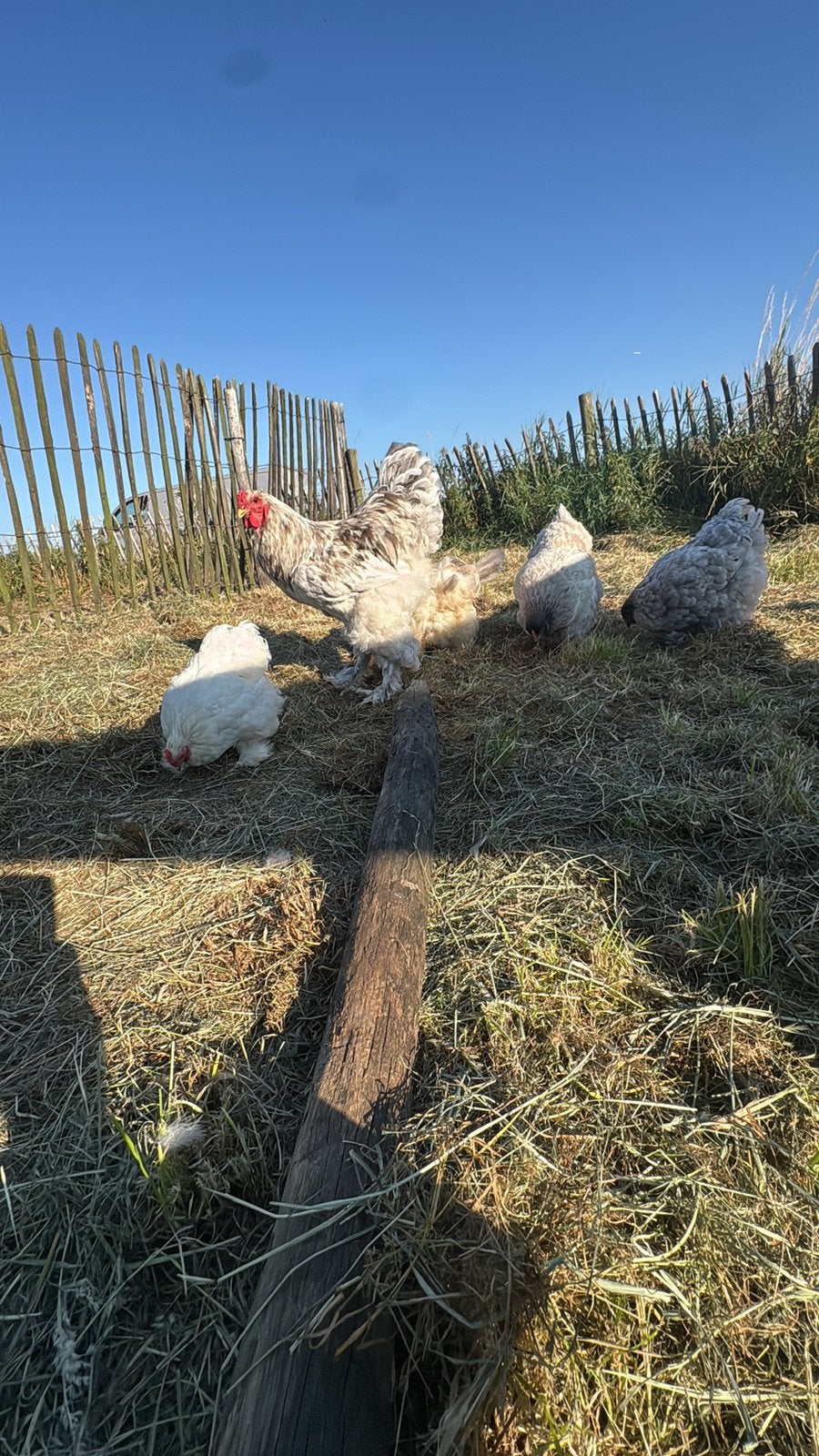 Broedeieren, Dieren en Toebehoren, Geslacht onbekend, Kip