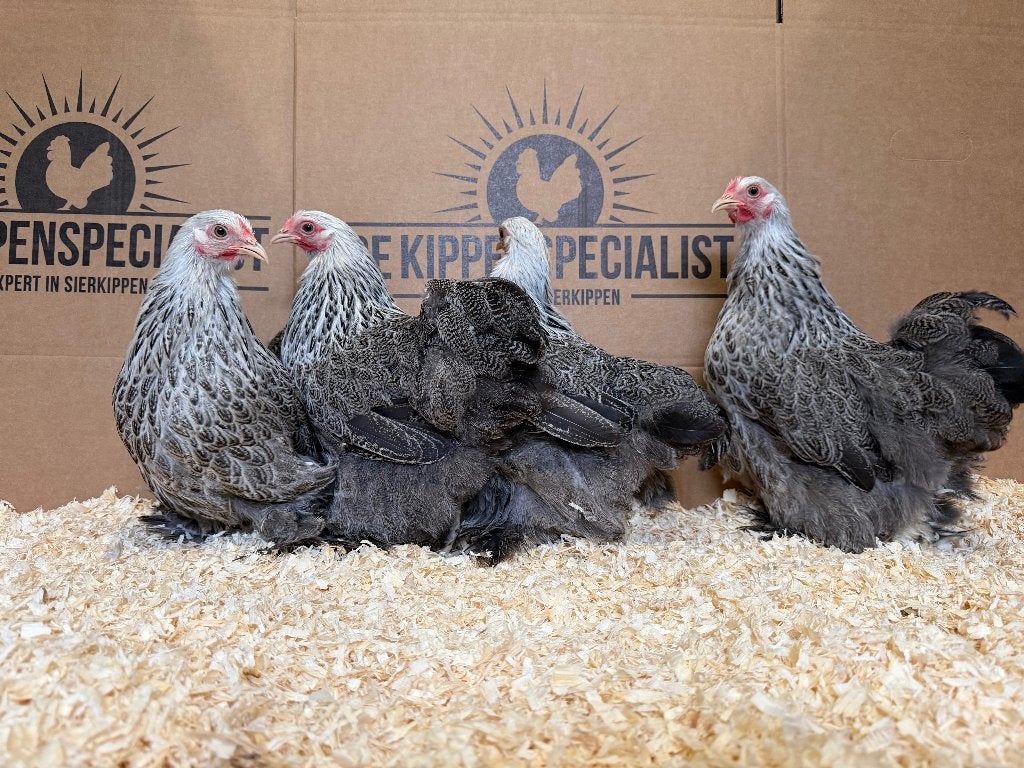 Jonge Cochin kriel meerzomig zilverpatrijs gesekst + ingeënt, Dieren en Toebehoren, Pluimvee, Vrouwelijk, Kip