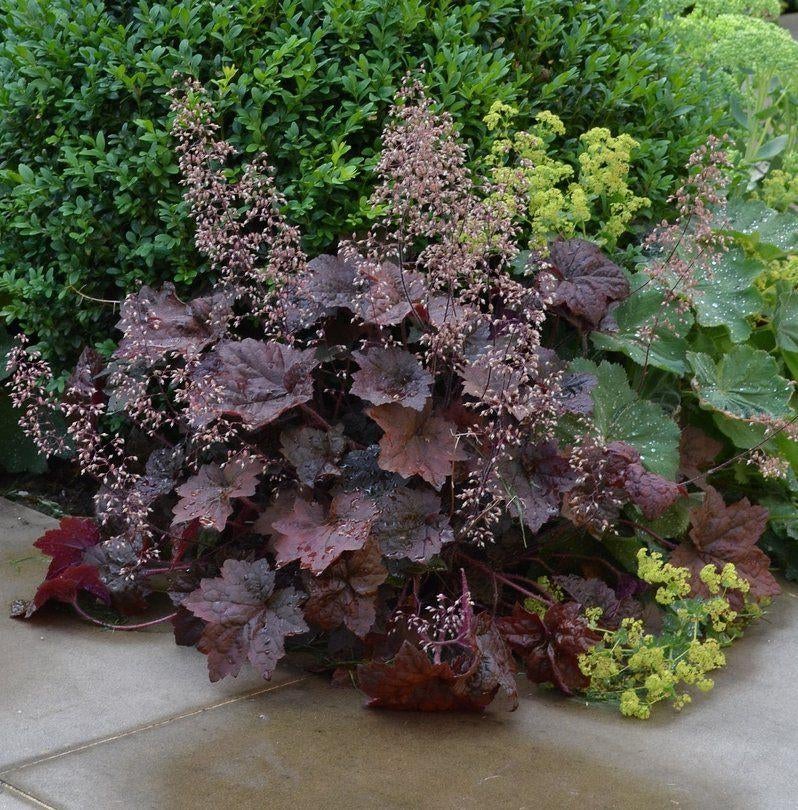 Heugera palace purple purperklokje, vaste plant, sierplant, Ophalen, Vaste plant, Overige soorten, Volle zon