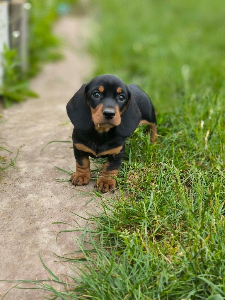 Prachtige teckel pupjes bij ons geboren!!, Dieren en Toebehoren, Honden | Teckels en Dashonden, Parvo, België, 8 tot 15 weken