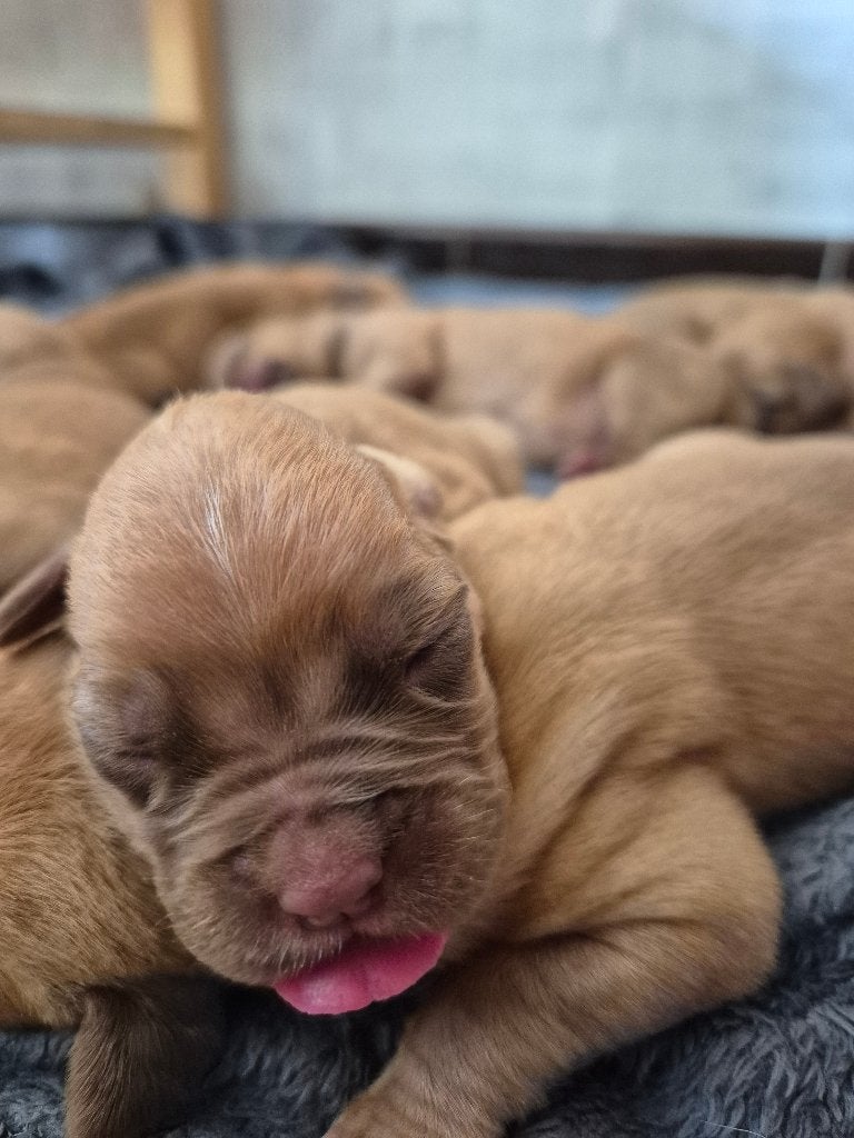 Bordeaudog, Dieren en Toebehoren, België, Particulier, Overige rassen, 8 tot 15 weken