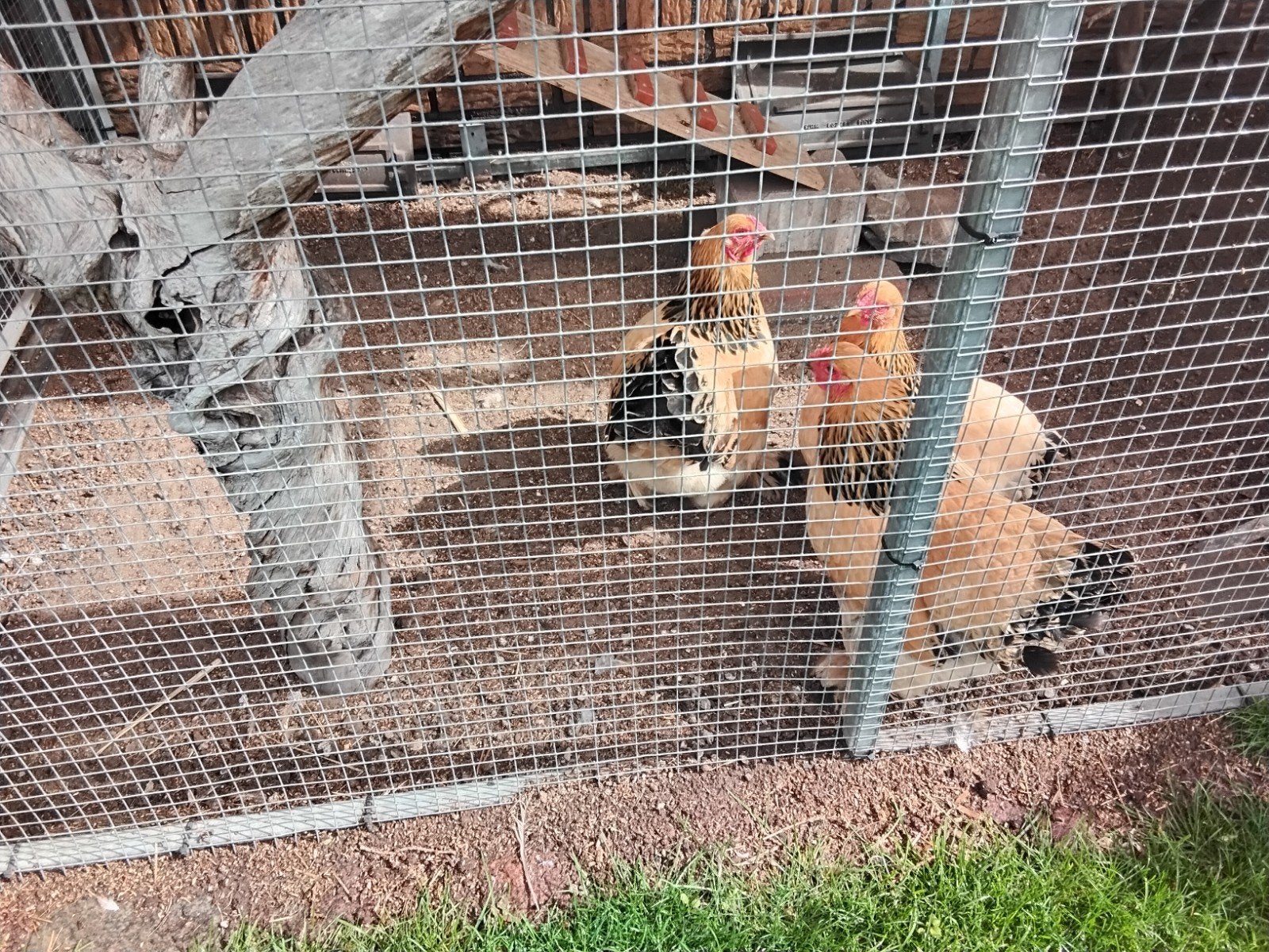 3 Brahma krielen Buff Columbia Zwart te koop, Dieren en Toebehoren, Vrouwelijk, Kip