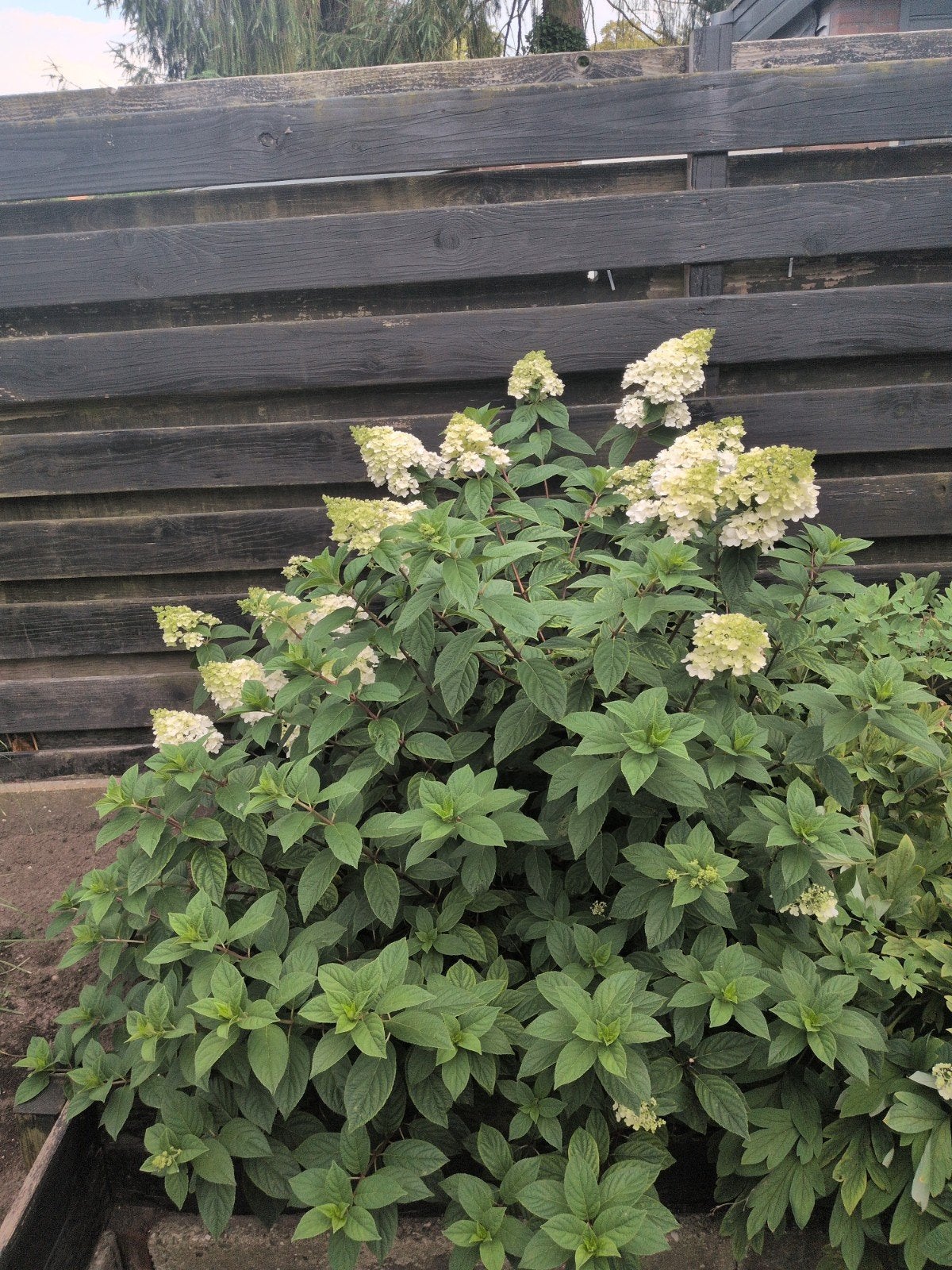 Hortensia – volle, bloeiende struik, Ophalen, Hortensia, Minder dan 100 cm