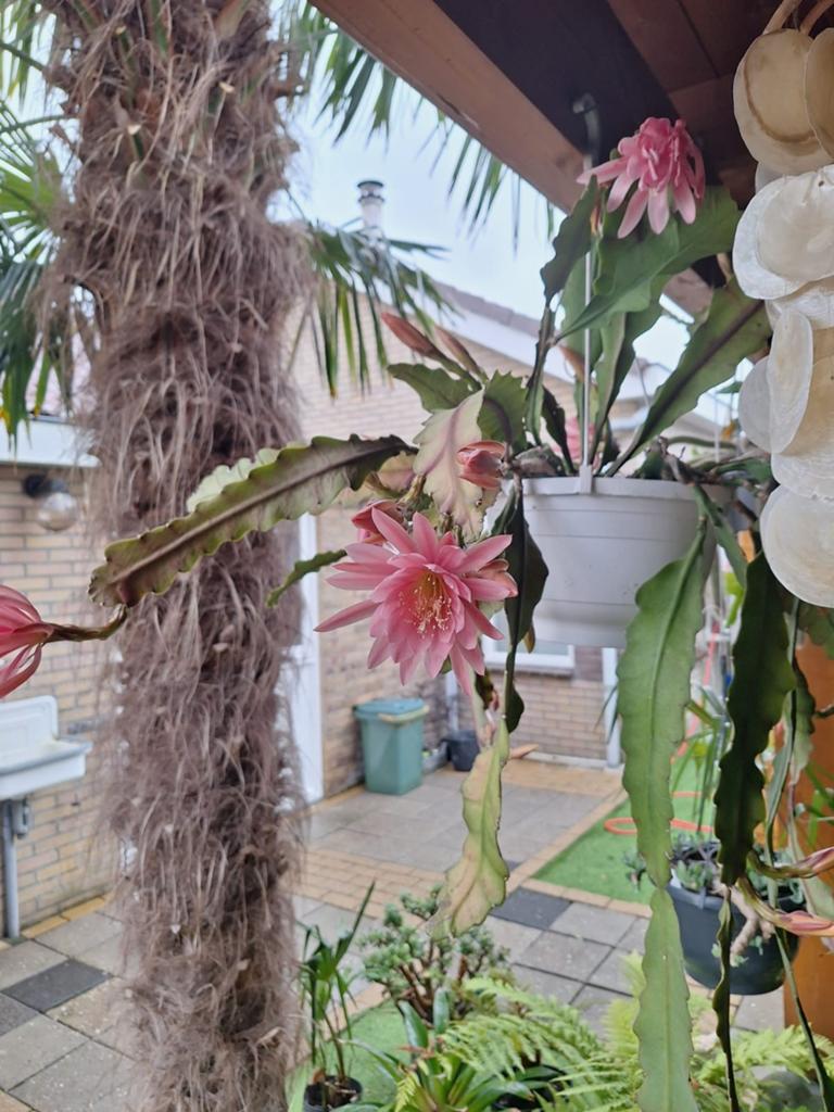 Epiphyllum (Orchidee Cactus) - Roze Bloemen, Ophalen