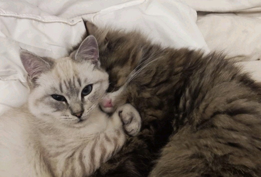 Ragdoll Brit kitten, Kater, Ontwormd, 0 tot 2 jaar