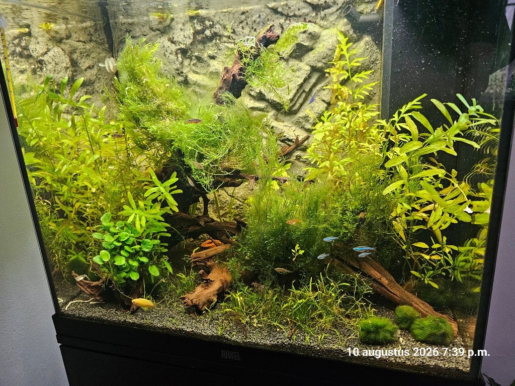 Aquarium, Dieren en Toebehoren, Ophalen, Inclusief vissen, Gebruikt, Gevuld zoetwateraquarium