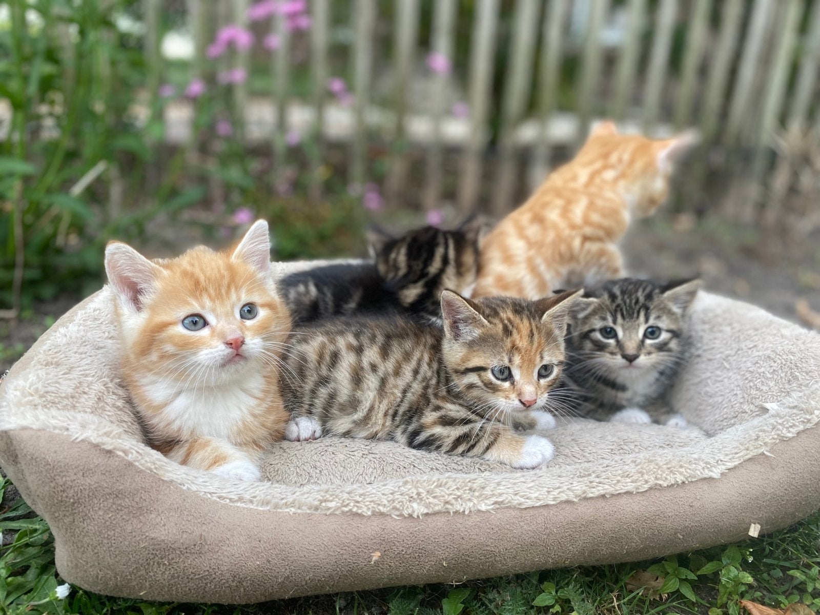 Kittens (Bijzonder getekend), Meerdere dieren, Kortharig, 0 tot 2 jaar