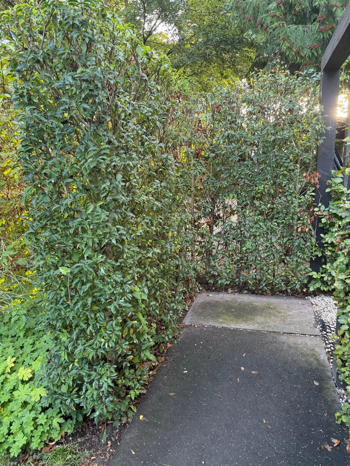 Portugese laurierhaag (2.20m hoog, 3.50m lang), Tuin en Terras, Ophalen, Laurier, Haag, 100 tot 250 cm