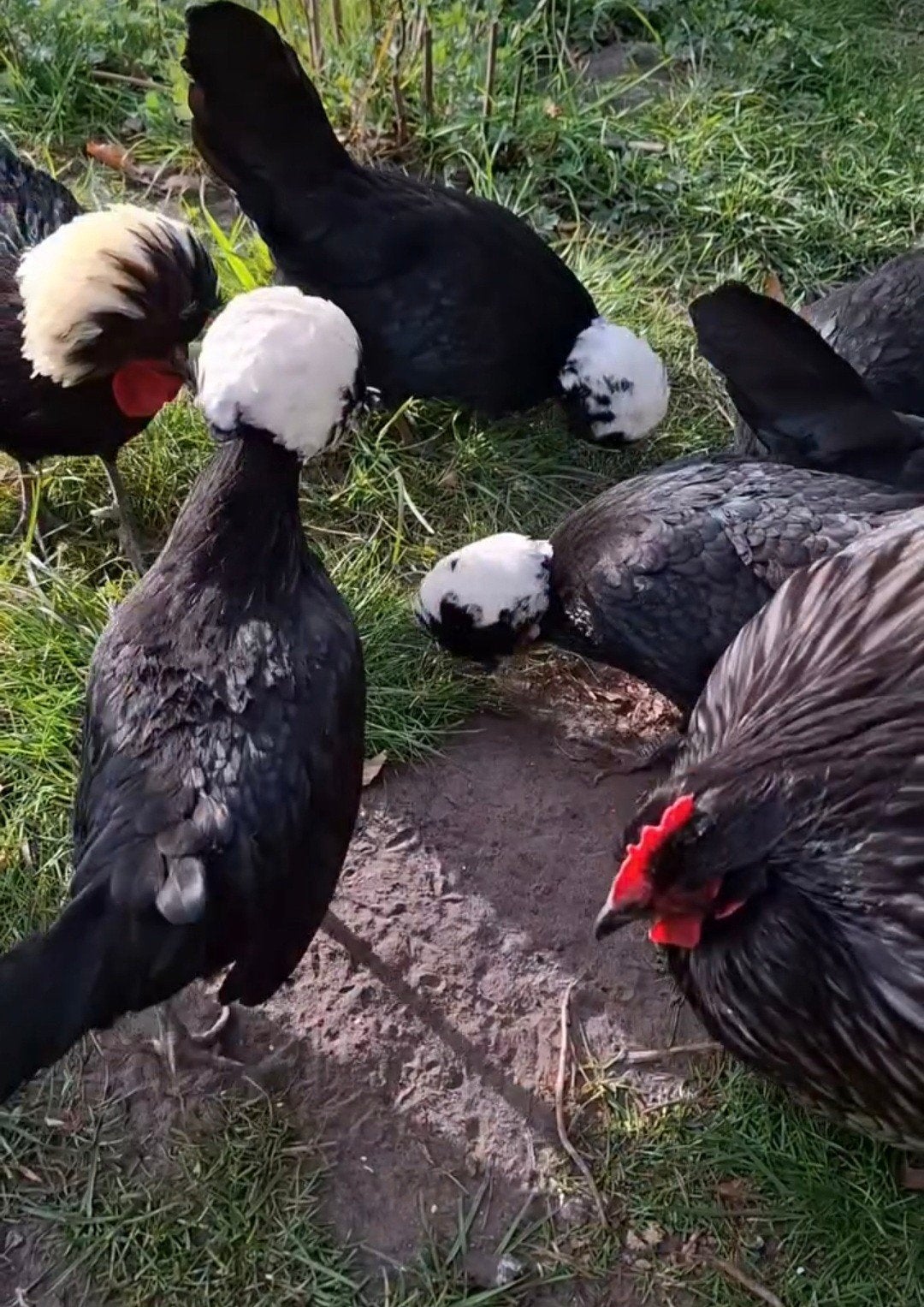 Koppel kippen haan holaandse kuifhoen hennen, Meerdere dieren, Kip