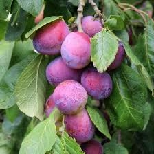 PRUIMENBOMEN, Tuin en Terras, Planten | Fruitbomen, Overige soorten, 100 tot 250 cm, Volle zon, Lente, Ophalen