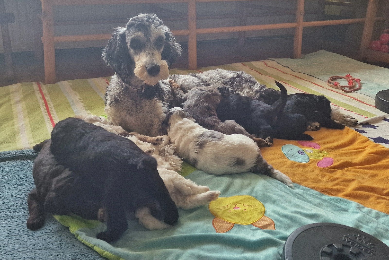 🐾kleurrijke merle, middenslag/medium poedel/Doodle pups!🐾, Dieren en Toebehoren, CDV (hondenziekte), 8 tot 15 weken, Meerdere