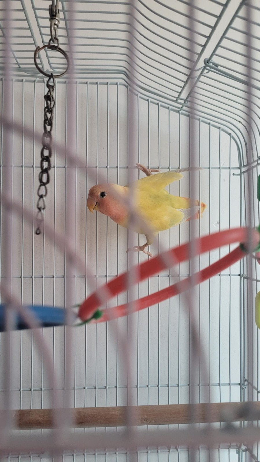 Agapornis, Dieren en Toebehoren, Dwergpapegaai of Agapornis